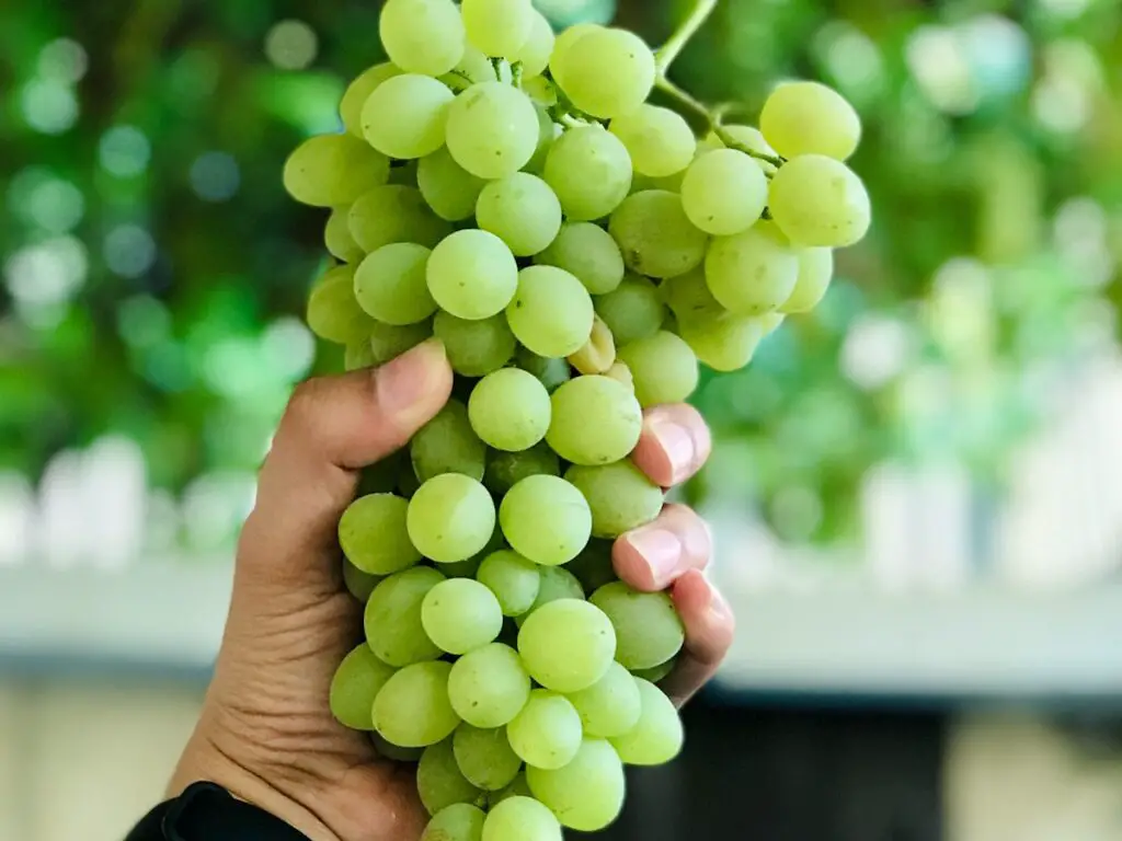 Are Grapes Good for Acne? Explore the Truth