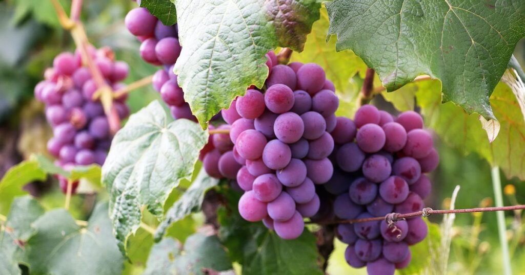 are grapes good for acne breakouts