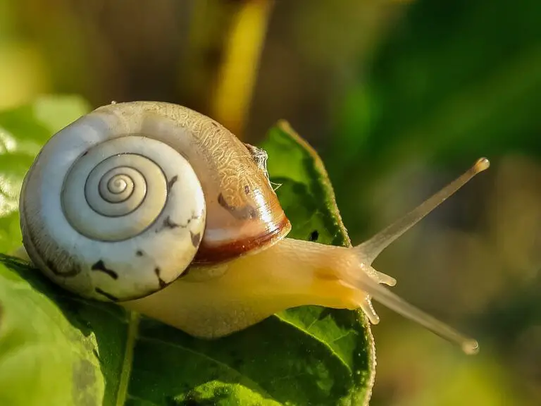 The Truth About Snail Mucin: Can it Cause Acne?
