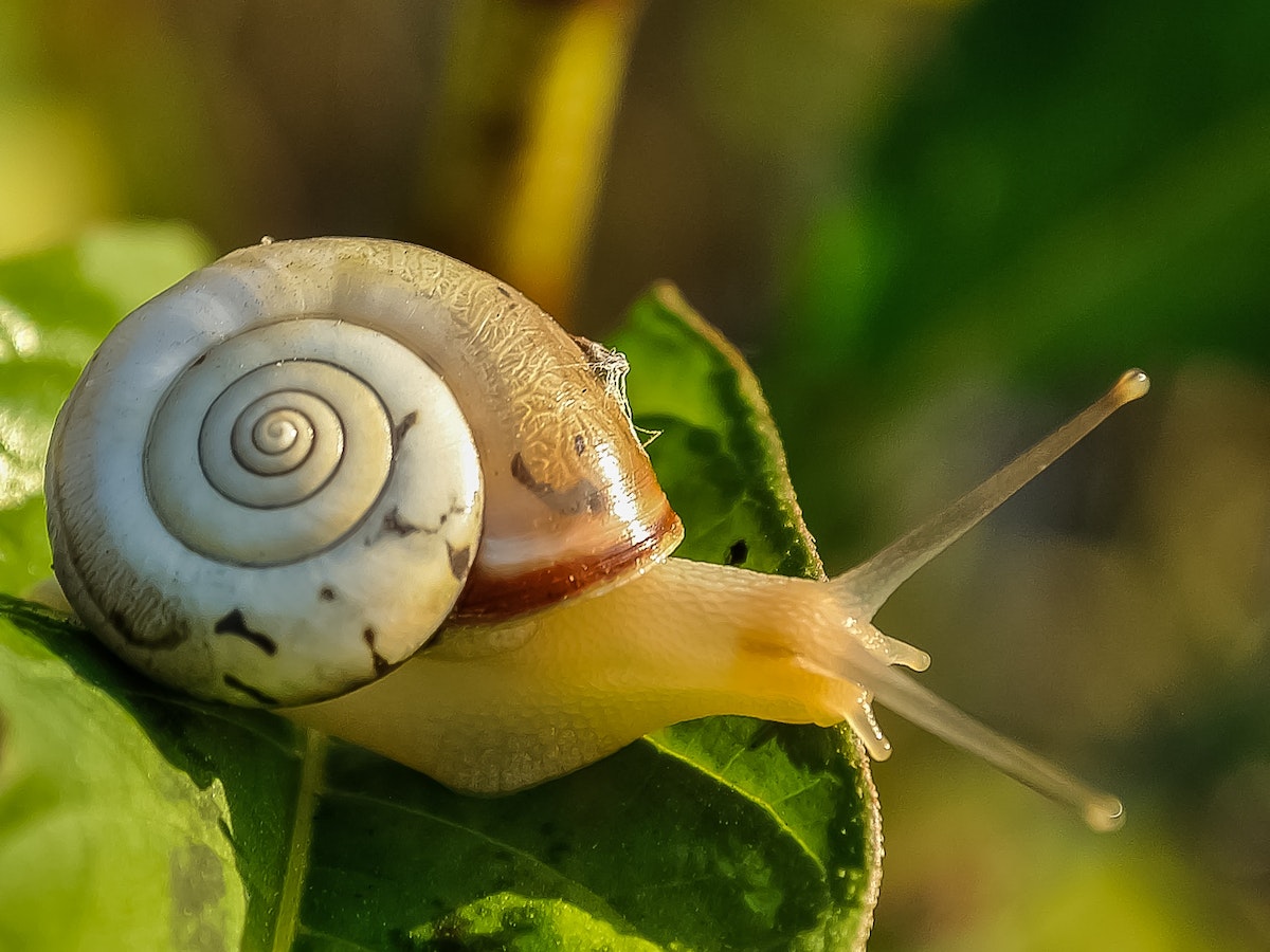 can snail mucin cause acne