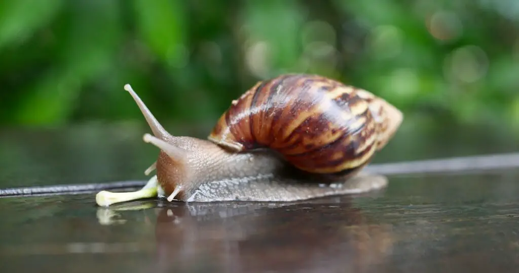 does snail mucin cause acne