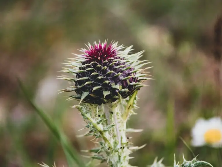 How to Use Milk Thistle for Hormonal Acne