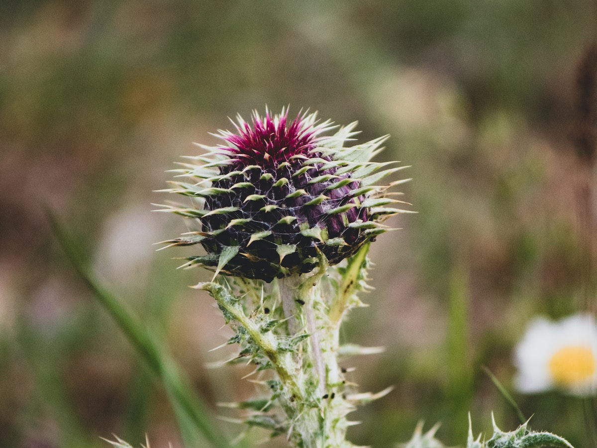 milk thistle for hormonal acne