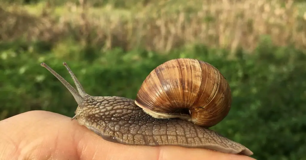 potential side effects of snail mucin