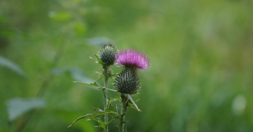 research on milk thistle for hormonal acne