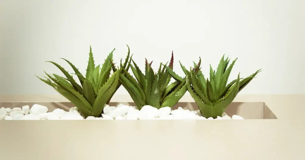 aloe vera made my acne worse